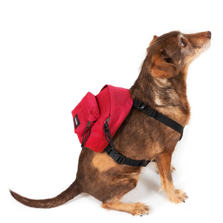 Eastpak Dog Pak'r תיק גב אדום עם רתמה לכלבים